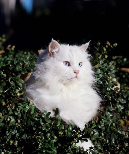 biały kot angora turecka