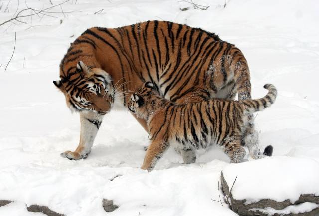 dwa tygrysy