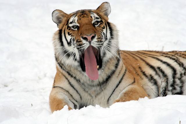 Tygrys azjatycki, tygrys (Panthera tigris)