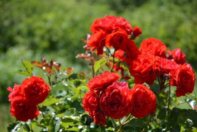 róze czerwone