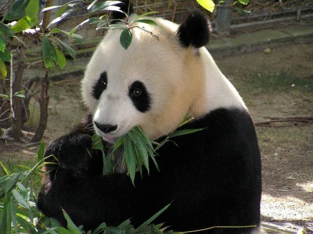 Panda wielka zagrożony gatunek