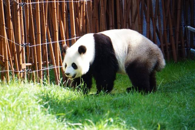 panda wielka w zoo