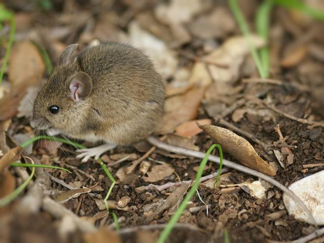 szkodniki w ogrodzie myszy