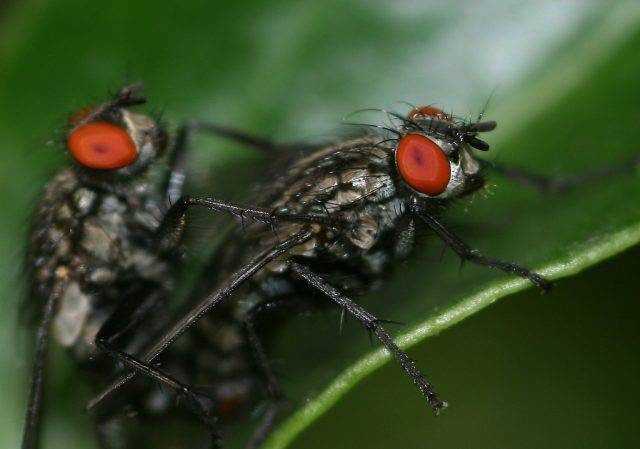 muchówki dwuskrzydłe