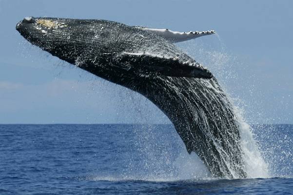 ile ton może ważyć wieloryb