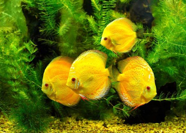 żółte ryby akwariowe