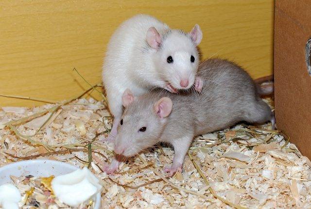 gryzonie szczury domowe