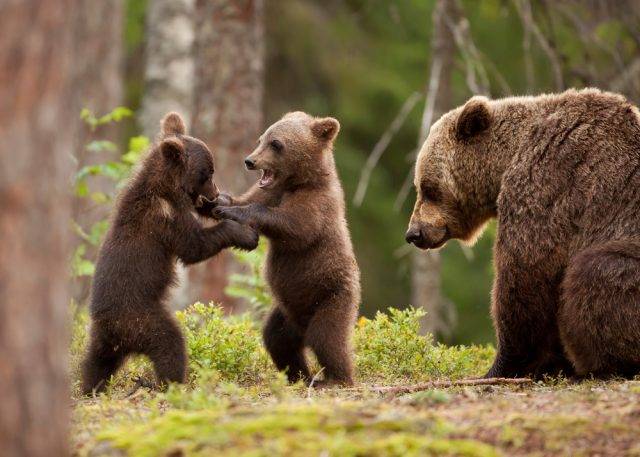 młode niedźwiadki