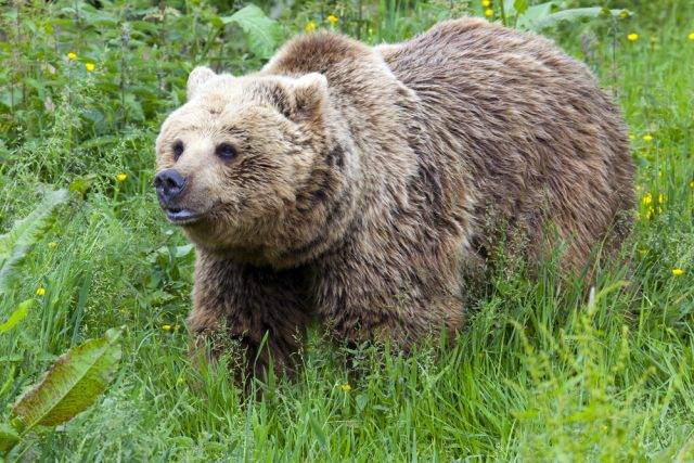 brunatny niedźwiedź