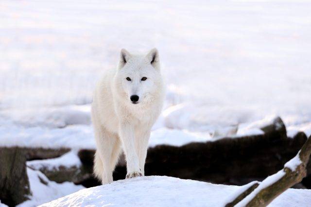 wilk polarny (Canis lupus arctos)