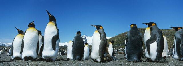kolonia pingwinów cesarskich