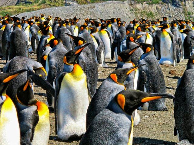 kolonia pingwinów