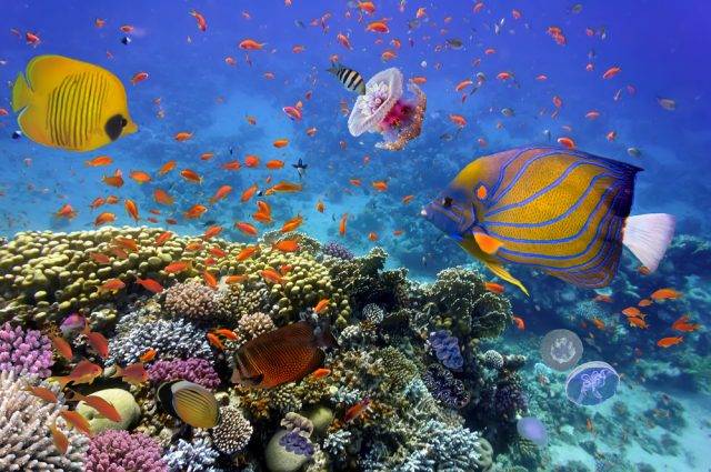 przykład ekosystemu - rafa koralowa