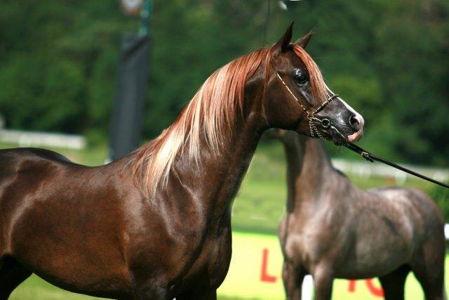 wystawa koni arabskich