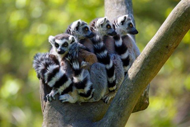 lemur katta grupa