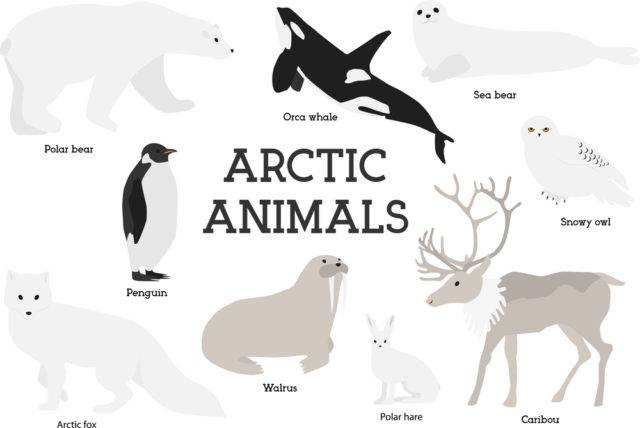 arktyka zwierzęta