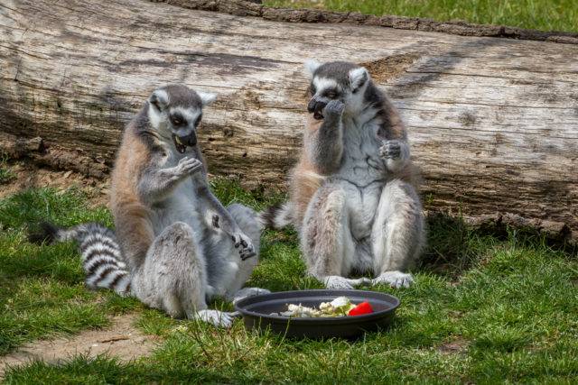lemur katta pożywienie