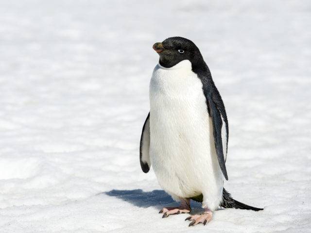 ptaki antarktyki pingwin białooki