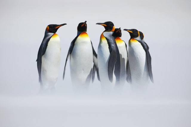 ptaki antarktyki pingwin królewski