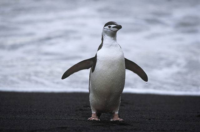 ptaki antarktyki pingwin maskowy
