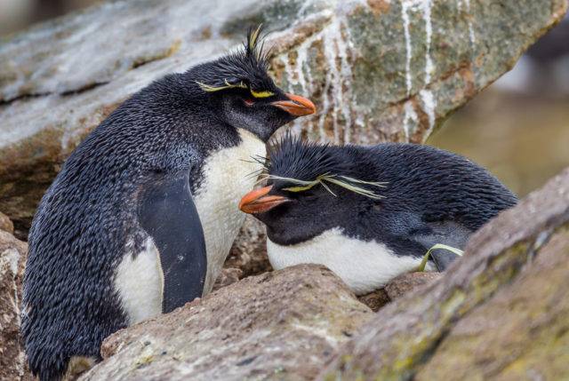 ptaki antarktyki pingwin skalny