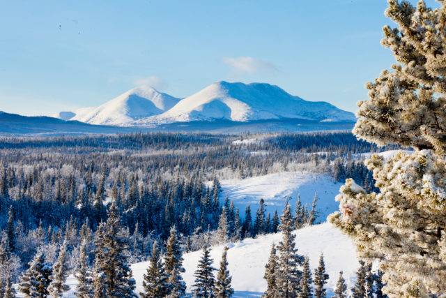 lasy borealne tajga, Yukon kanada