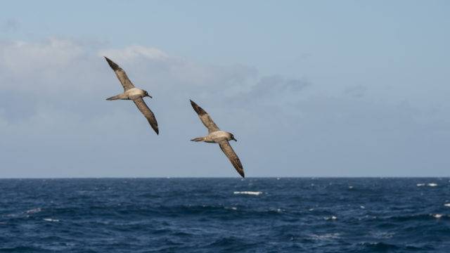 Lista ptaków Antarktyki albatrosy