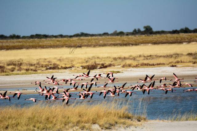 flamingi w parku etoszy