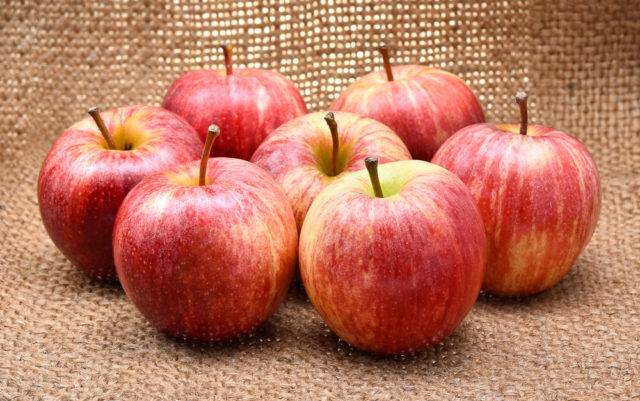 jabłka odmiany Gala