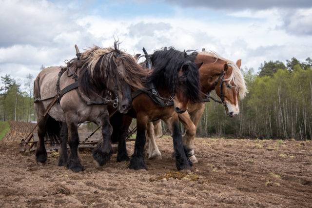 koń północno-szwedzki podczas prac polowych