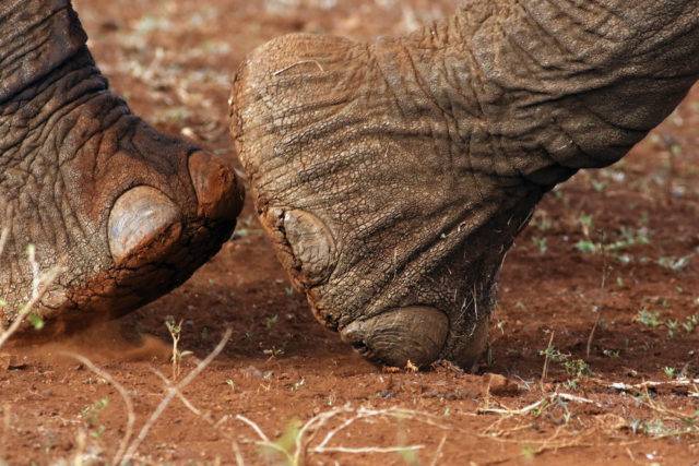 słoń afrykański i jego nogi