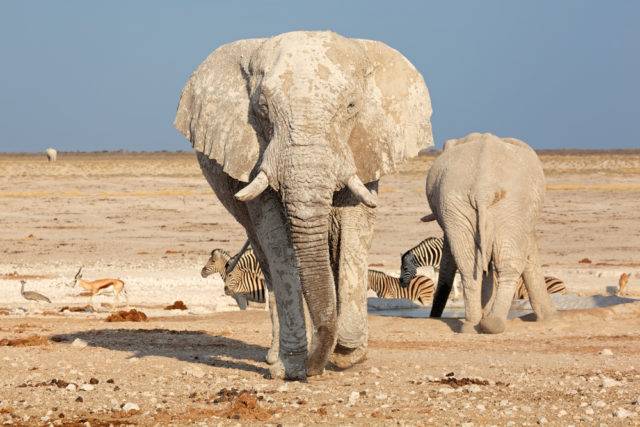 słoń afrykański Etosha National Park, namibia