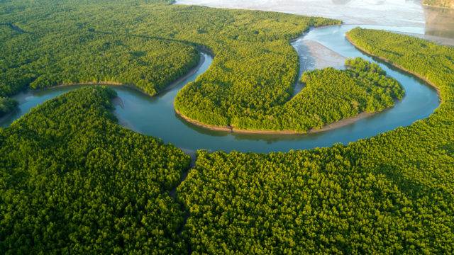 lasy namorzynowe widziane z lotu ptaka Tajlandia