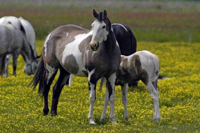 konie American Paint Horse