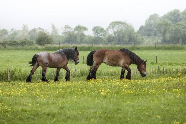 konie belgijskie na pastwisku