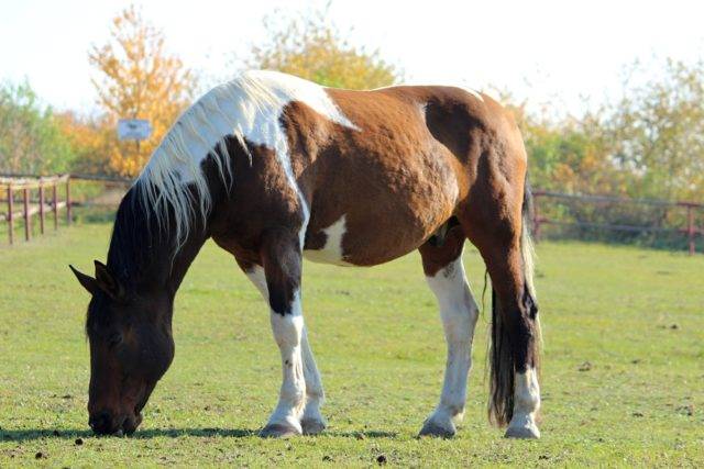 rasa American Paint Horse