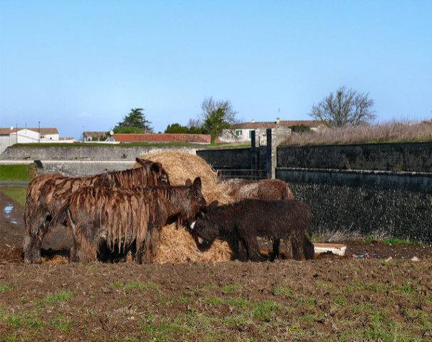 osły Poitou donkey