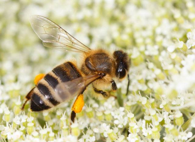 pszczoła miodna z pyłkiem kwiatowym