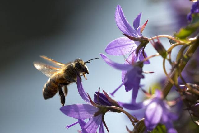 pszczoła miodna zdjęcie