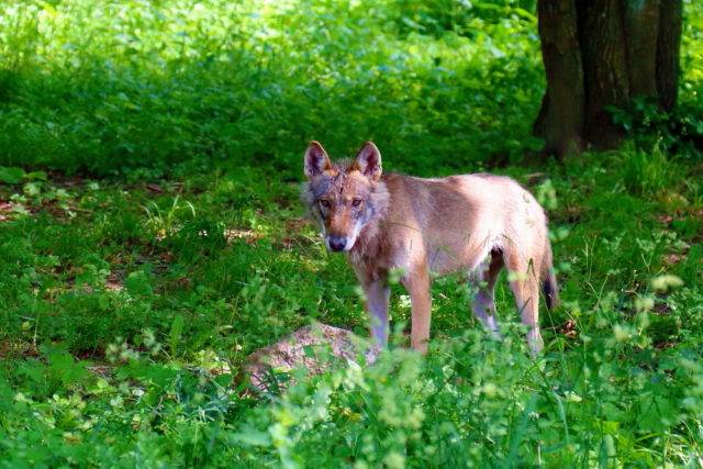 zwierzęta puszczy białowieskiej wilk szary