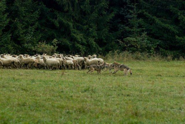 wilki polujące na zwierzęta hodowlane owce