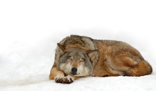 śpiący wilk szary
