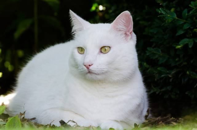 kot biały