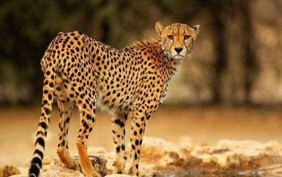Gepard (Acinonyx)