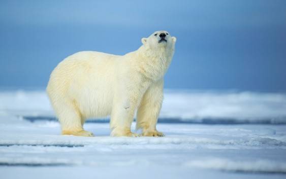 Niedźwiedź polarny (Ursus maritimus)