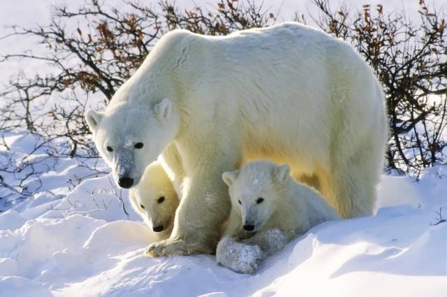 niedźwiedź polarny matka z młodymi