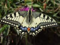 motyl paź królowej