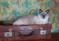 Kot balijski (Balinese cat)