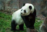 Panda wielka gatunek zagrożony wyginięciem