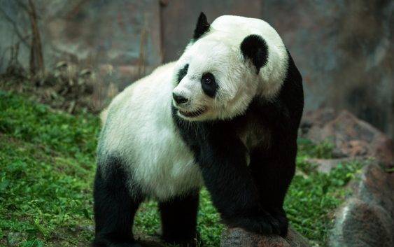 Panda wielka gatunek zagrożony wyginięciem